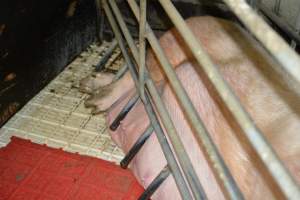Sow in farrowing crates - Captured at Andgar Piggery, Dublin SA Australia.