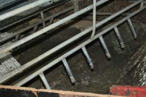 Farrowing crates - Captured at Andgar Piggery, Dublin SA Australia.