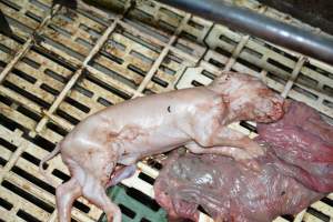 Still born piglets - Captured at Andgar Piggery, Dublin SA Australia.