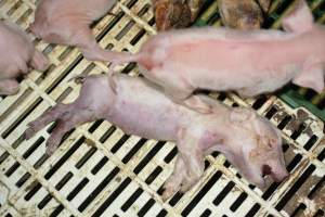 Dead piglet - Captured at Andgar Piggery, Dublin SA Australia.