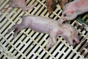Dead piglet - Captured at Andgar Piggery, Dublin SA Australia.
