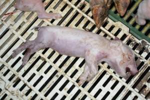 Dead piglet - Captured at Andgar Piggery, Dublin SA Australia.