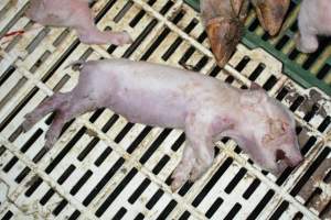 Dead piglet - Captured at Andgar Piggery, Dublin SA Australia.