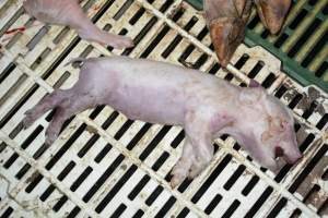 Dead piglet - Captured at Andgar Piggery, Dublin SA Australia.