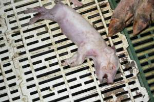Dead piglet - Captured at Andgar Piggery, Dublin SA Australia.
