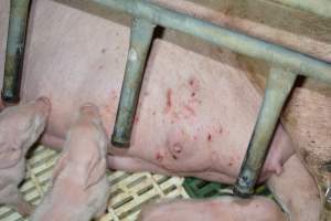 Farrowing crates - Captured at Andgar Piggery, Dublin SA Australia.