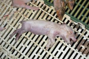 Dead piglet - Captured at Andgar Piggery, Dublin SA Australia.