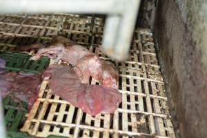Still born piglet - Captured at Andgar Piggery, Dublin SA Australia.