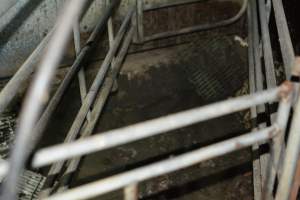 Farrowing crates - Captured at Andgar Piggery, Dublin SA Australia.