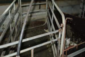 Farrowing crates - Captured at Andgar Piggery, Dublin SA Australia.