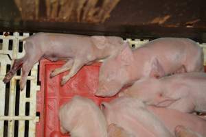Piglets in farrowing crates - Captured at Andgar Piggery, Dublin SA Australia.