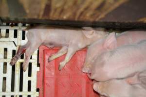 Piglets in farrowing crates - Captured at Andgar Piggery, Dublin SA Australia.