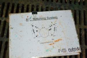 Ear notching sign - Captured at Andgar Piggery, Dublin SA Australia.