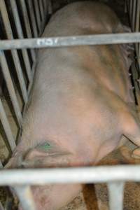 Sow in sow stall - Captured at Andgar Piggery, Dublin SA Australia.