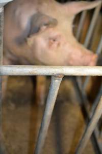 Sow in sow stall - Captured at Andgar Piggery, Dublin SA Australia.