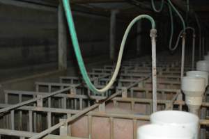 Sow stalls - Captured at Andgar Piggery, Dublin SA Australia.