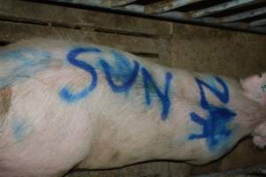 Farrowing crates - Captured at Andgar Piggery, Dublin SA Australia.