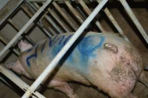 Sow in sow stall - Captured at Andgar Piggery, Dublin SA Australia.