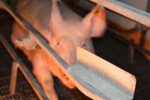 Sow in farrowing crates - Captured at Andgar Piggery, Dublin SA Australia.