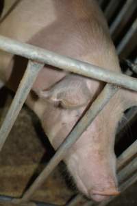 Sow in sow stall - Captured at Andgar Piggery, Dublin SA Australia.