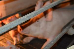 Sow in farrowing crates - Captured at Andgar Piggery, Dublin SA Australia.