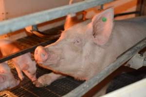 Sow in farrowing crates - Captured at Andgar Piggery, Dublin SA Australia.