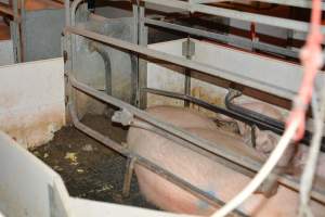 Sow in farrowing crates - Captured at Andgar Piggery, Dublin SA Australia.