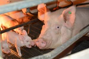 Sow in farrowing crates - Captured at Andgar Piggery, Dublin SA Australia.