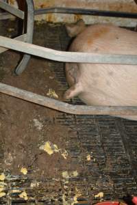Sow in farrowing crates - Captured at Andgar Piggery, Dublin SA Australia.