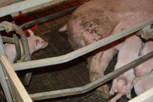Farrowing crates - Captured at Andgar Piggery, Dublin SA Australia.
