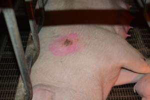 Pressure sore on sow - Captured at Andgar Piggery, Dublin SA Australia.