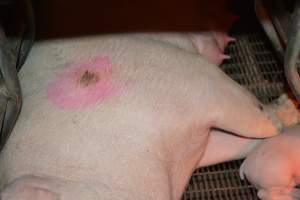 Pressure sore on sow - Captured at Andgar Piggery, Dublin SA Australia.