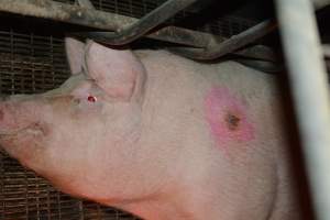 Pressure sore on sow - Captured at Andgar Piggery, Dublin SA Australia.