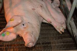 Sow in farrowing crates - Captured at Andgar Piggery, Dublin SA Australia.