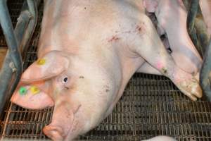 Sow in farrowing crates - Captured at Andgar Piggery, Dublin SA Australia.