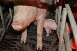 Sow in farrowing crates - Captured at Andgar Piggery, Dublin SA Australia.