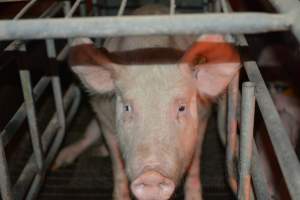 Sow in farrowing crates - Captured at Andgar Piggery, Dublin SA Australia.