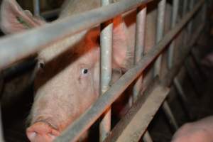 Sow in farrowing crates - Captured at Andgar Piggery, Dublin SA Australia.