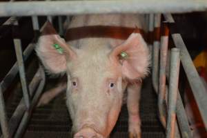 Sow in farrowing crates - Captured at Andgar Piggery, Dublin SA Australia.