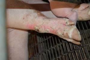 Pressure sure on sow - Captured at Andgar Piggery, Dublin SA Australia.