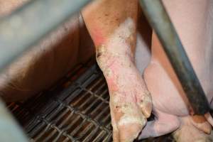 Pressure sure on sow - Captured at Andgar Piggery, Dublin SA Australia.