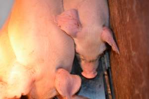 Piglet - Captured at Andgar Piggery, Dublin SA Australia.