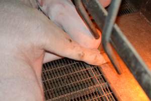 Farrowing crates - Captured at Andgar Piggery, Dublin SA Australia.