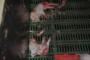 Dead piglets in farrowing crates - Captured at Andgar Piggery, Dublin SA Australia.