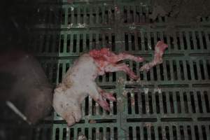 Dead piglets in farrowing crates - Captured at Andgar Piggery, Dublin SA Australia.