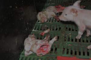 Dead piglets in farrowing crates - Captured at Andgar Piggery, Dublin SA Australia.