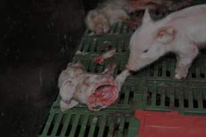 Dead piglets in farrowing crates - Captured at Andgar Piggery, Dublin SA Australia.