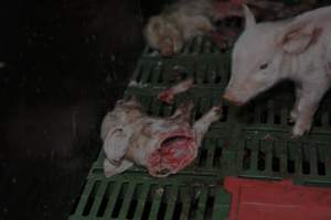 Dead piglets in farrowing crates - Captured at Andgar Piggery, Dublin SA Australia.