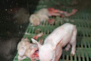 Dead piglets in farrowing crates - Captured at Andgar Piggery, Dublin SA Australia.