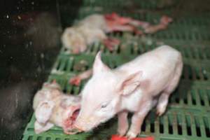Dead piglets in farrowing crates - Captured at Andgar Piggery, Dublin SA Australia.